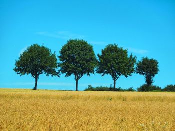 Trees on field against clear blue sky