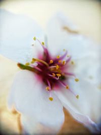 Close-up of purple flower