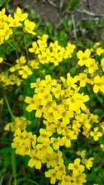 Close-up of yellow flowers