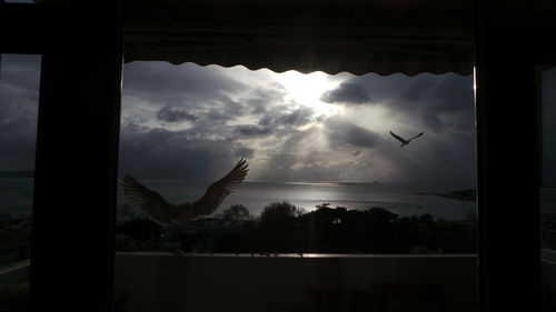 bird