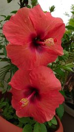 Close-up of red hibiscus blooming outdoors