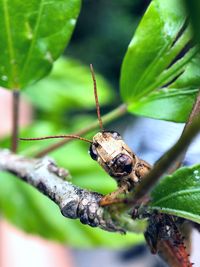 Close-up of spider on plant