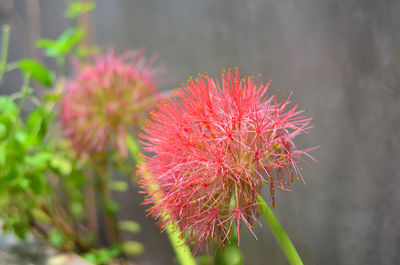 Close-up of red flower