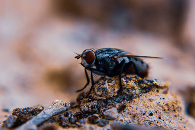 Close-up of fly on rock