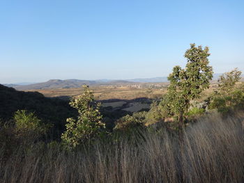 Plants growing on landscape against clear sky