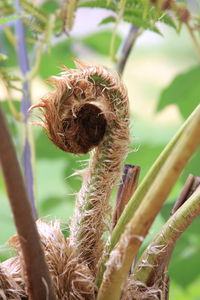 Close-up of wilted plant on field