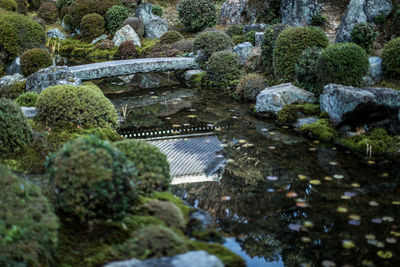 Plants and rocks in river against trees