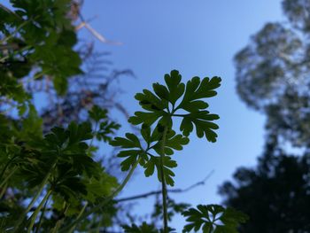 Close-up of tree against sky