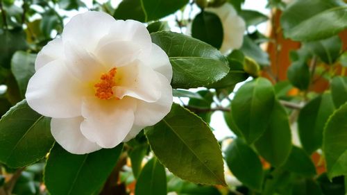 Close-up of white flower blooming on tree