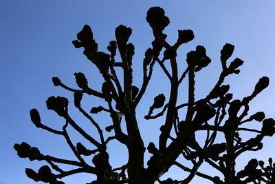 Low angle view of silhouette tree against clear blue sky