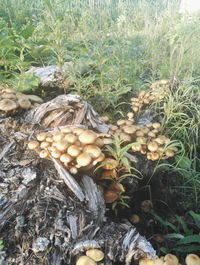 High angle view of mushrooms growing on field