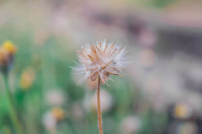 Close-up of dandelion on field