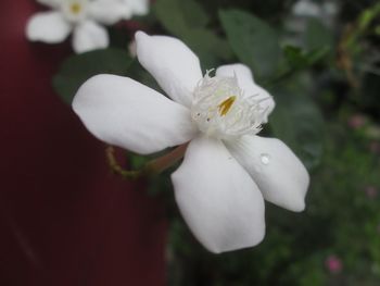 Close-up of white flower blooming outdoors