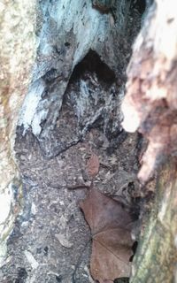 Close-up of tree trunk