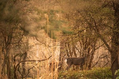 Side view of horse standing on field in forest