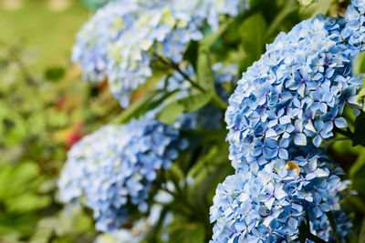 Close-up of blue hydrangea flowers