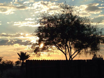Silhouette of trees at sunset