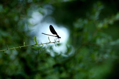 Close-up of insect on plant