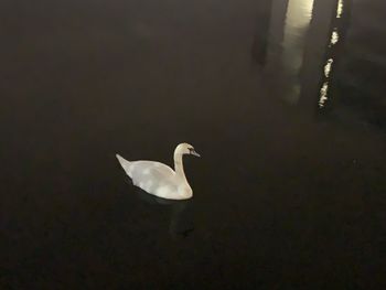 Swan swimming in lake