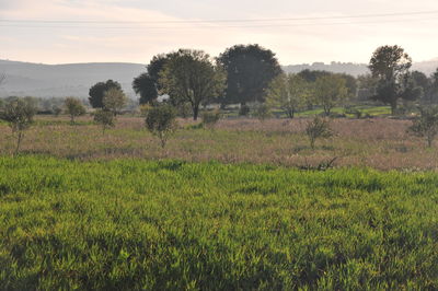 Scenic view of field against sky
