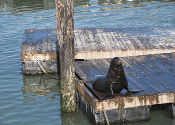 High angle view of sea lion in lake