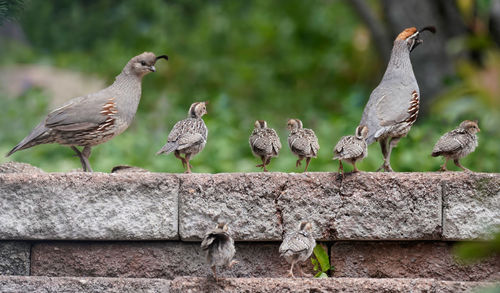 Close-up of birds perching on retaining wall