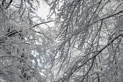 Low angle view of bare trees during winter