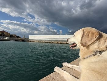 Dog looking at sea against sky