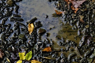 High angle view of turtle in lake