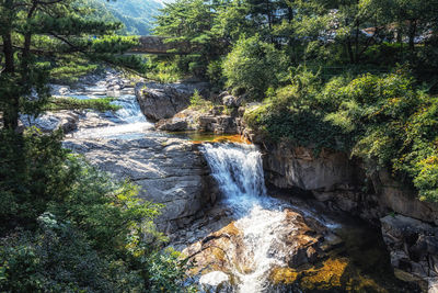 Scenic view of waterfall in forest