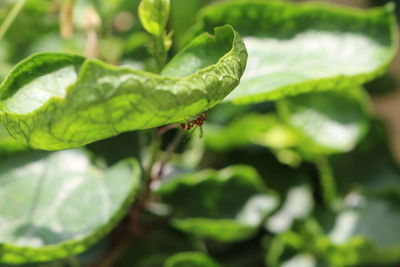 Close-up of insect on leaf