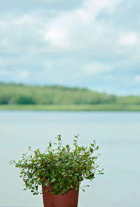 Plant by lake against sky