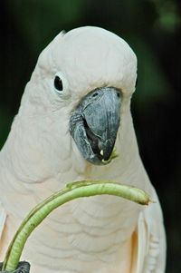 Close-up of swan perching outdoors