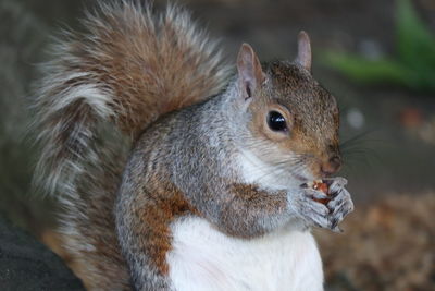 Close-up of squirrel