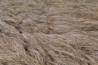 Full frame shot of hay bales on field