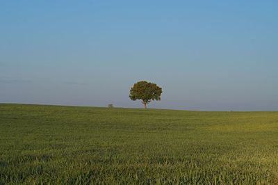 Scenic view of field against clear sky