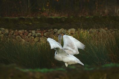 White bird flying