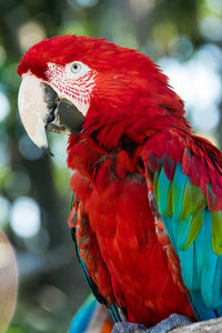 Close-up of parrot perching on red leaf