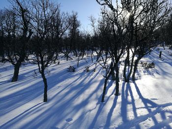 Trees on snow covered field