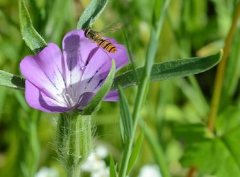 Close-up of insect on purple flower