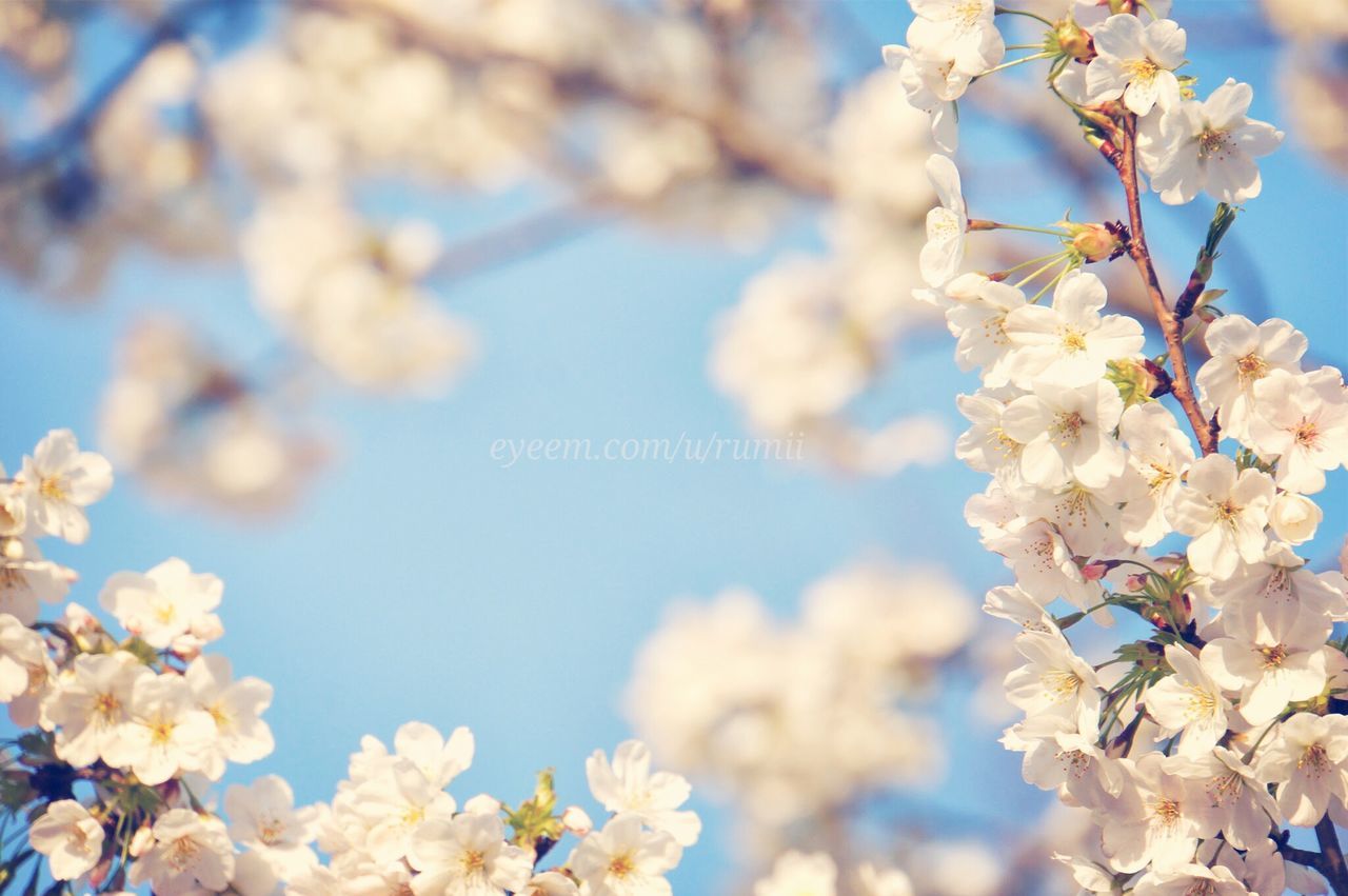 flower, freshness, fragility, cherry blossom, branch, growth, cherry tree, beauty in nature, blossom, focus on foreground, tree, nature, low angle view, petal, blooming, white color, in bloom, twig, fruit tree, springtime