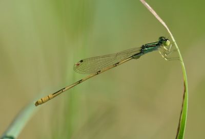 dragonflies and damseflies