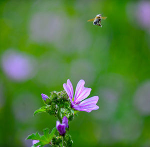 Honey bee flying over pink flower