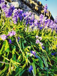 Close-up of purple flowers