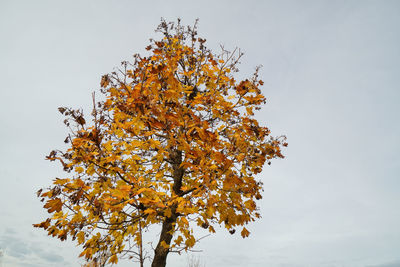 Low angle view of tree against sky