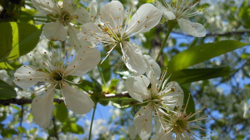 Close-up of white flowers blooming in park