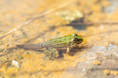 Close-up of lizard on rock