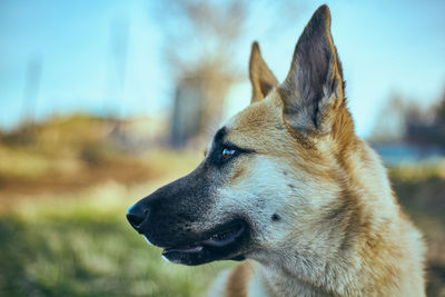 Close-up of a dog looking away