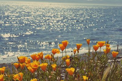 Close-up of flowering plants by sea against sky