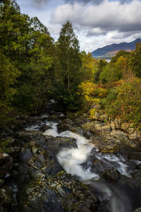 Stream flowing through forest